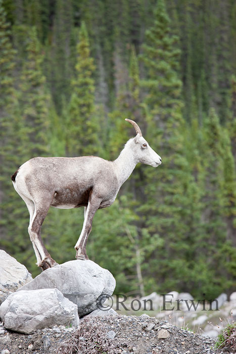 Female Stone Sheep