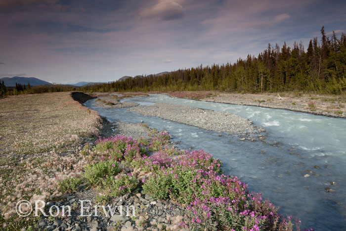 Quill Creek, Yukon © Ron Erwin