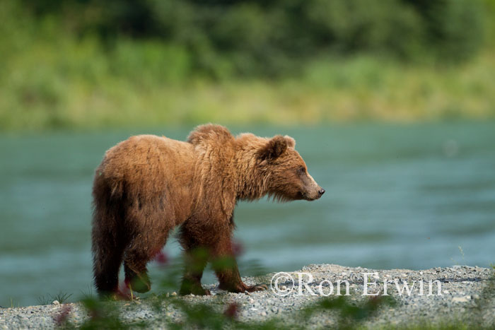 Grizzly © Ron Erwin