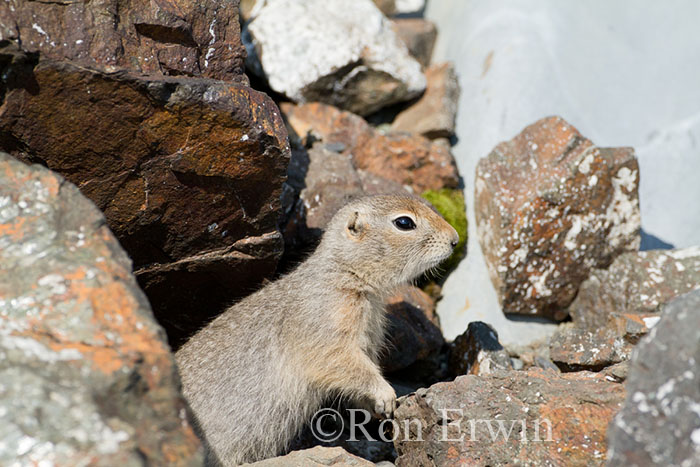 Arctic Ground Squirrel