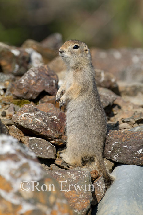 Standing Ground Squirrel