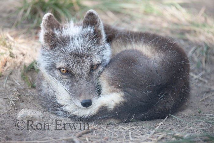 Arctic Fox © Ron Erwin