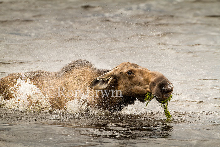 Cow Moose