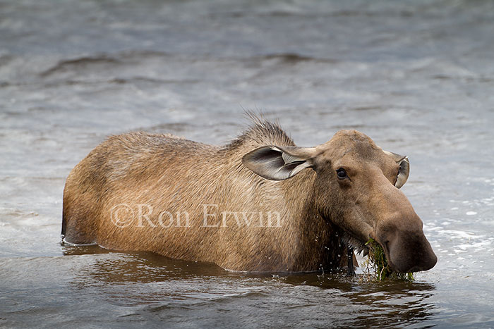 Cow Moose