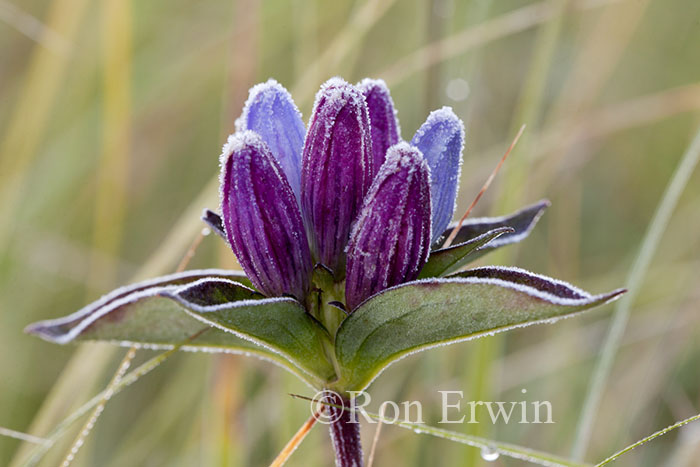 Bottle Gentian