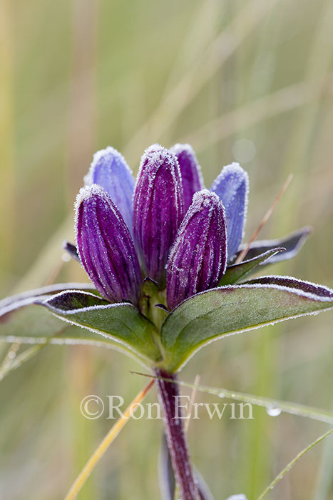 Bottle Gentian