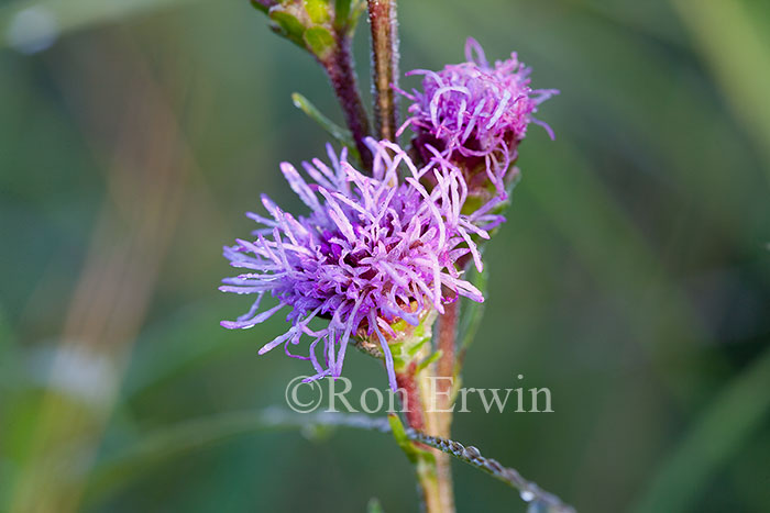 Meadow Blazingstar