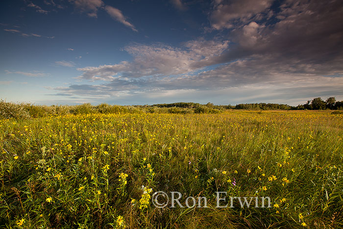 Native Wildflower Meadow, MB