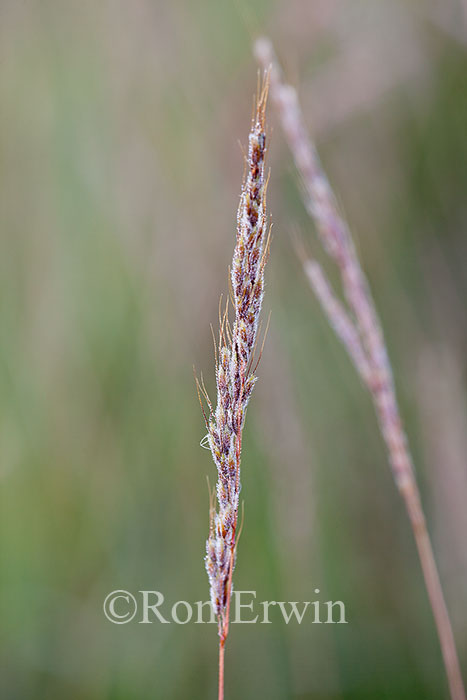 Native Grasses