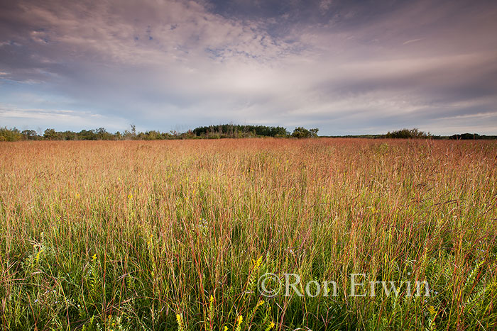 Tall Grass Prairie