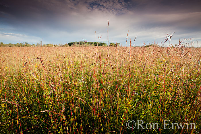 Tall Grass Prairie