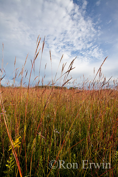 Tall Grass Prairie