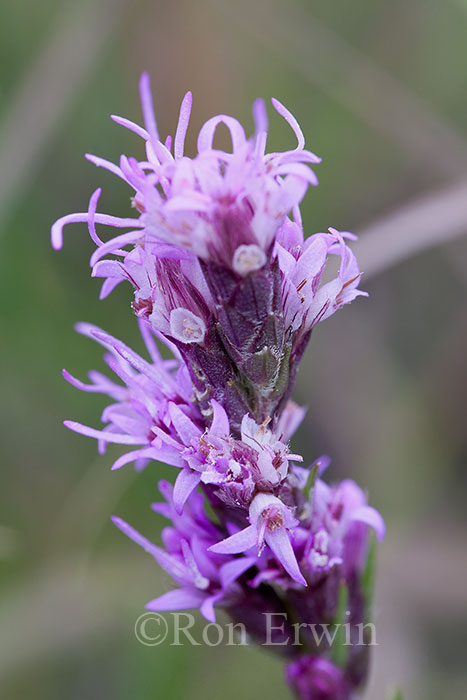 Dotted Blazingstar