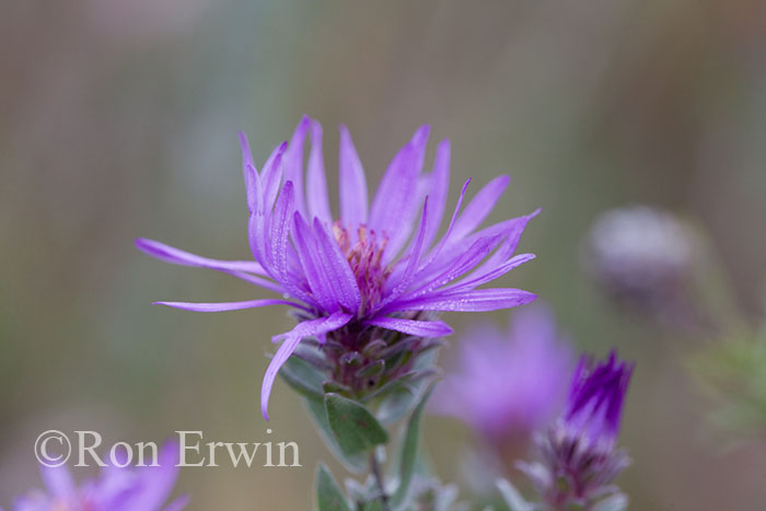 Western Silvery Aster