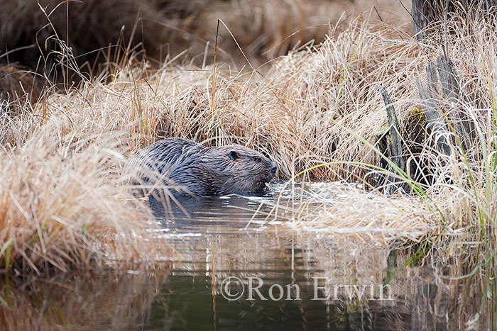 Beaver in Wetlands