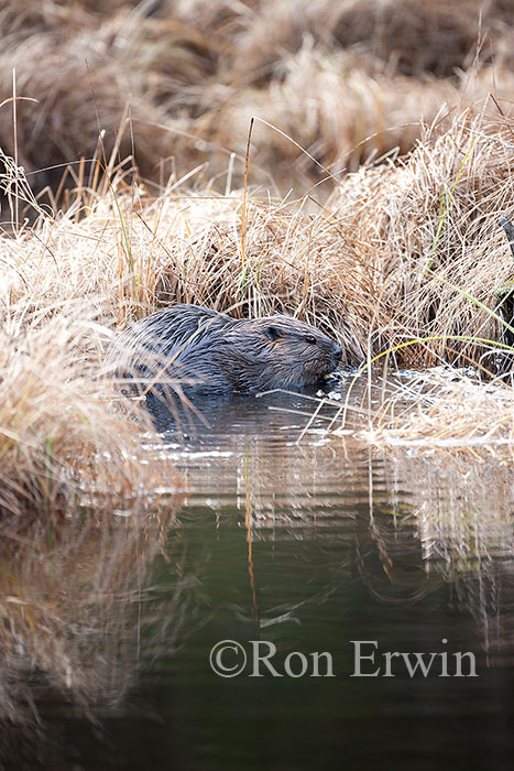 Beaver in Wetlands