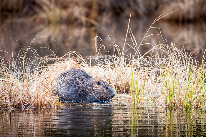 Beaver in Wetlands