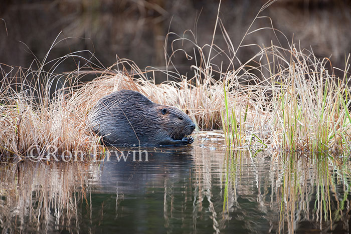 Beaver in Wetlands