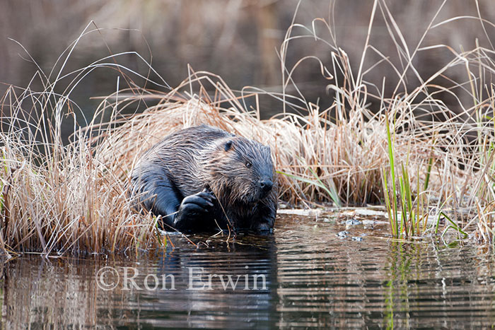 Beaver in Wetlands