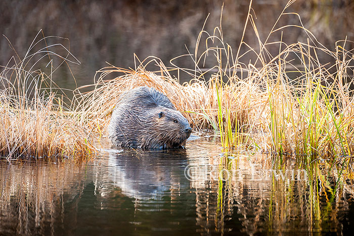 Beaver in Wetlands