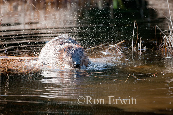 Beaver in Wetlands