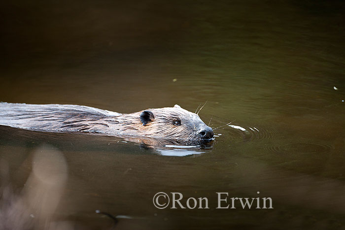 Beaver in Wetlands