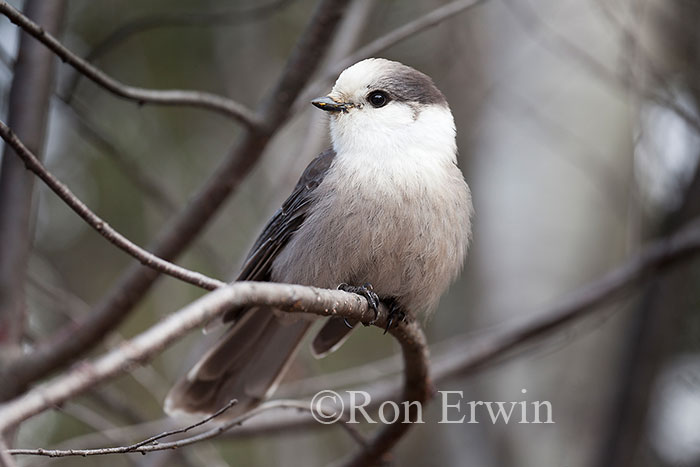 Gray Jay