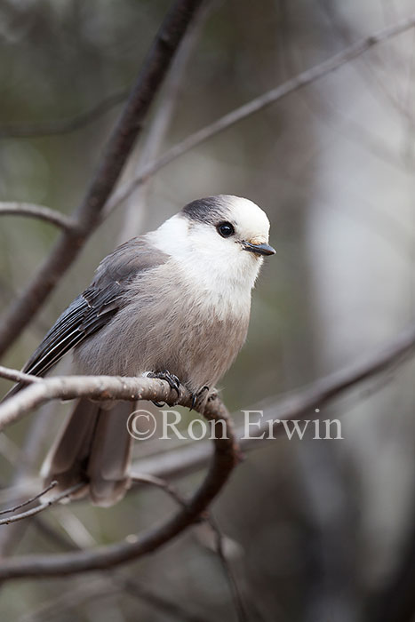 Gray Jay