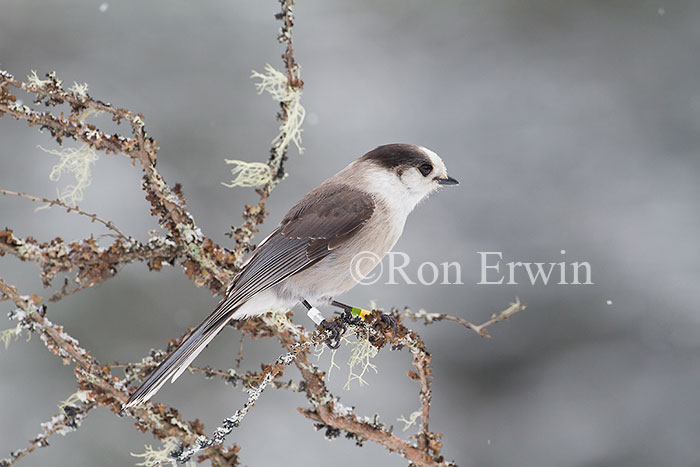 Gray Jay