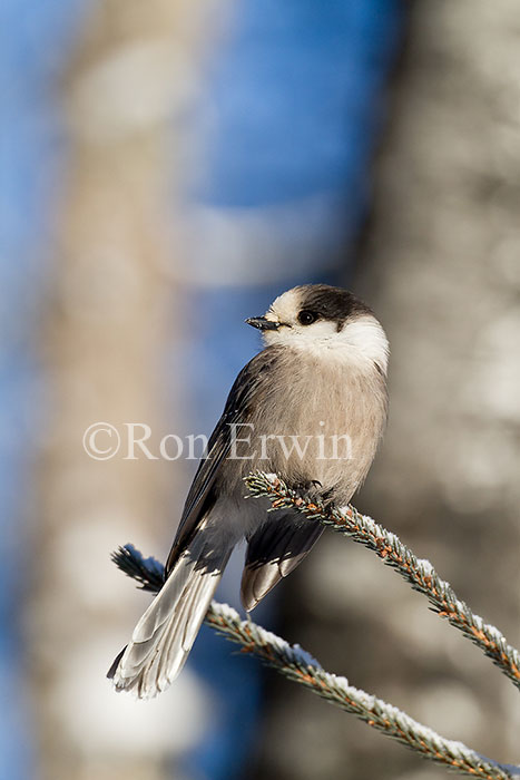 Gray Jay