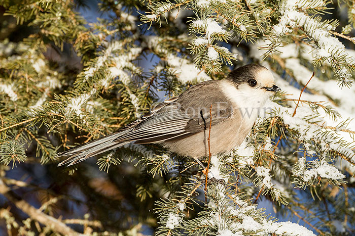 Gray Jay