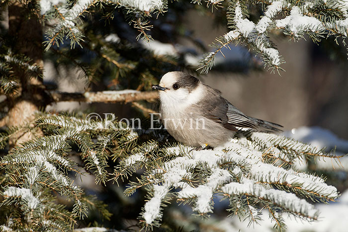 Gray Jay