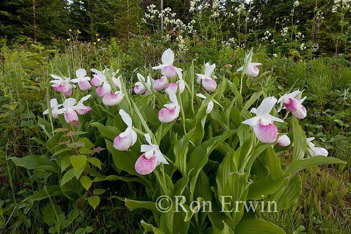 Showy Lady's Slippers, NL