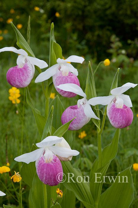 Showy Lady's Slippers