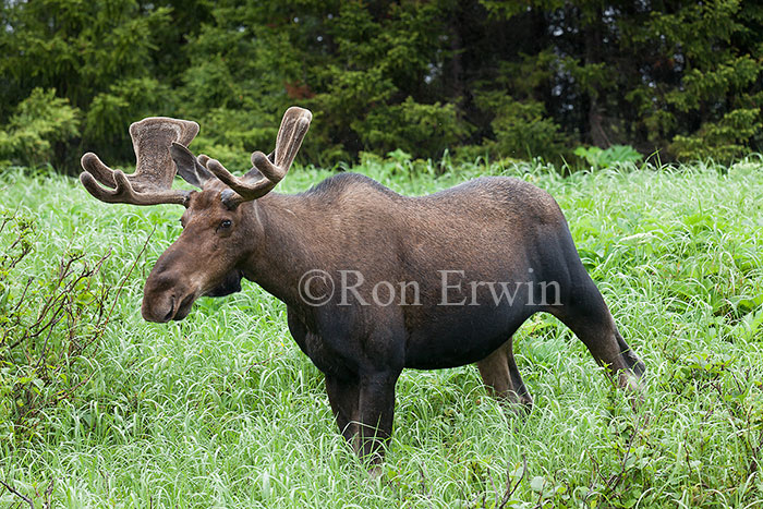 Bull Moose