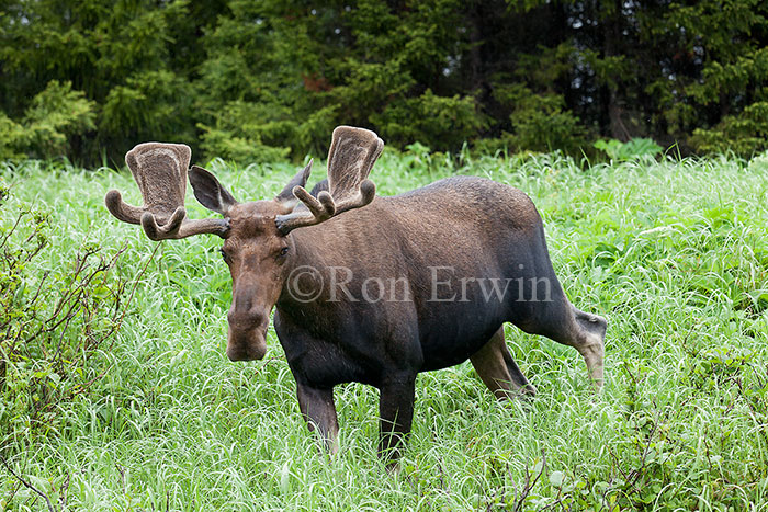 Bull Moose