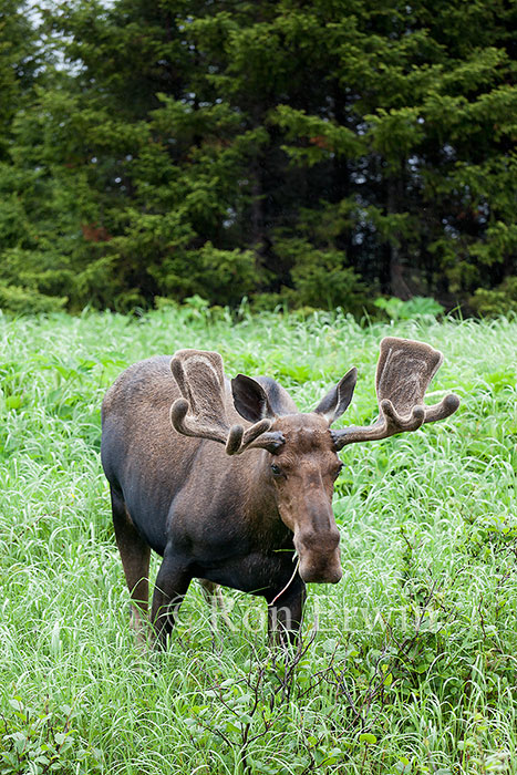 Bull Moose