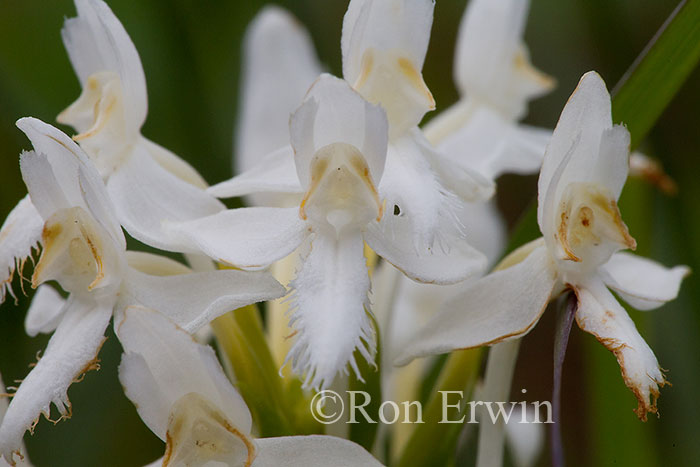 White Fringed Orchis