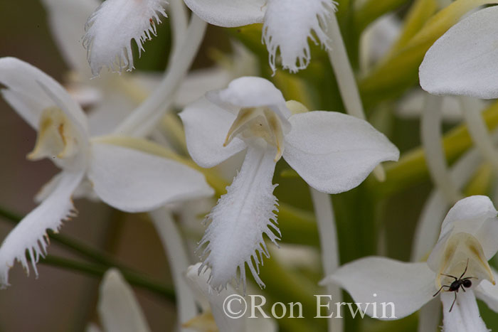 White Fringed Orchis