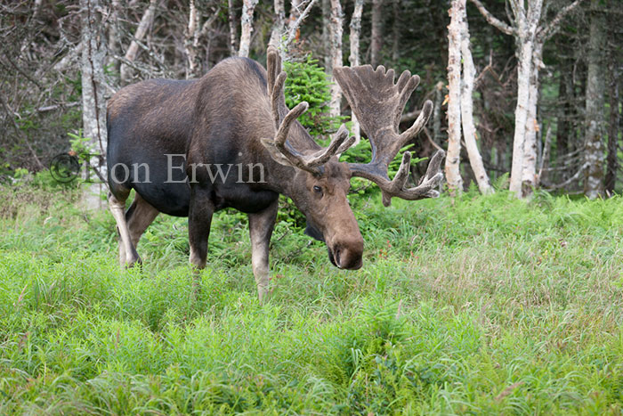 Bull Moose