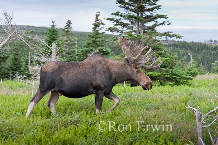 Bull Moose