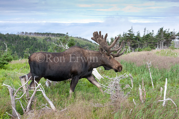 Bull Moose