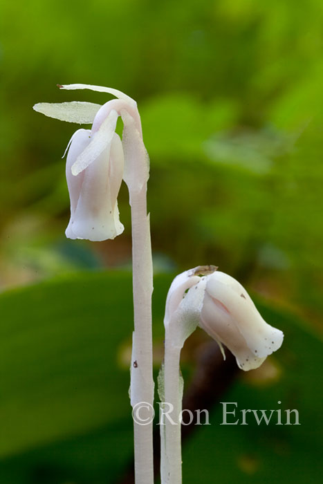 Indian Pipe