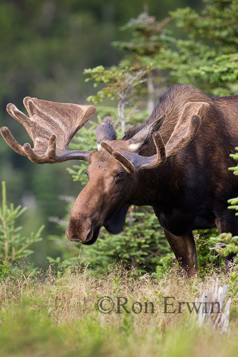 Bull Moose