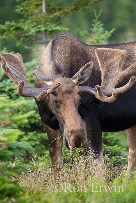 Bull Moose