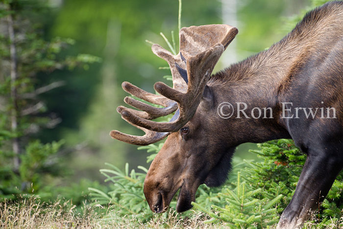 Bull Moose