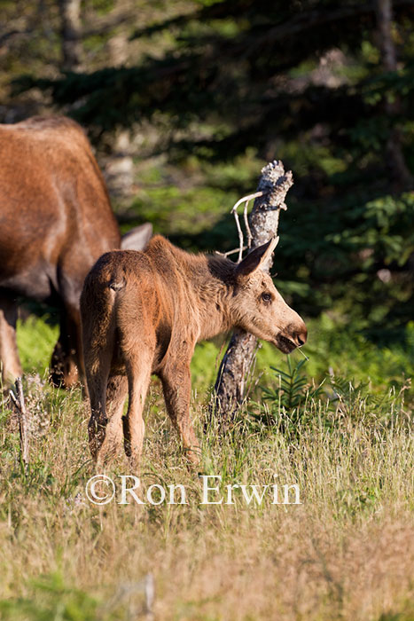 Moose Calf