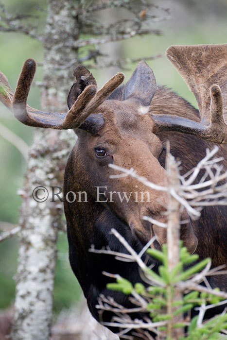 Large Bull Moose