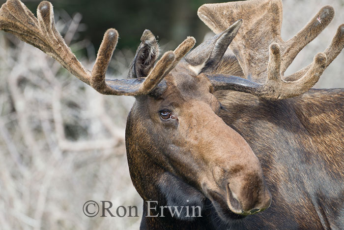 Bull Moose