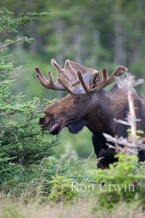 Large Bull Moose